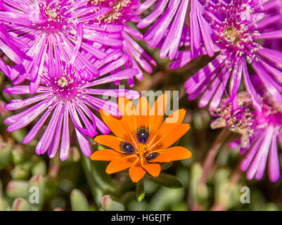 Un Gorteria diffusa di fiori selvaggi nel Namaqualand, Sud Africa Foto Stock
