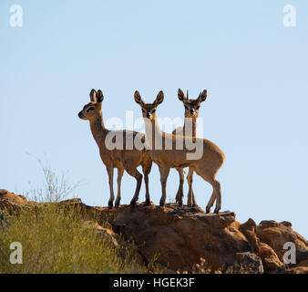 Un trio di Klipspringers piedi su rocce nel sud della savana africana Foto Stock