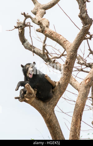 Spectacled peruviana Bear (Tremarctos ornatus) appoggia alta in una struttura ad albero Chaparri riserva vicino Chongoyape, nel nord del Perù Foto Stock