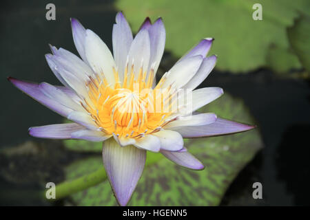 Bellissimo fiore di loto è accompagnato dai ricchi colori del blu profondo della superficie dell'acqua. Foto Stock
