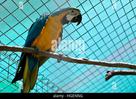 Il blu e il giallo macaw (Ara ararauna) è un grande del Sud America pappagallo blu con parti superiori e giallo sotto la voce Parti. Foto Stock