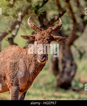 Ritratto di un Tsessebe antelope che ha avuto un mudbath rosso Foto Stock