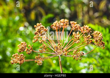 Gli ombrelli di semi di aneto fragrante (finocchio) con la goccia di rugiada sul letto giardino Foto Stock