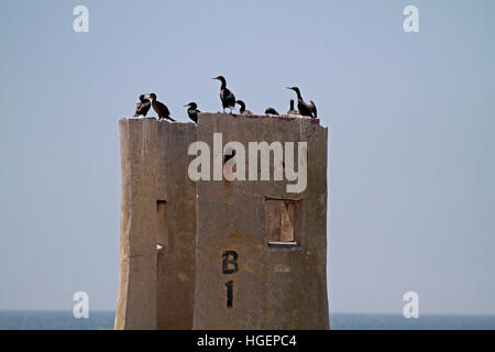 Capo ( cormorano Phalacrocorax capensis ) uccelli a Stony Point Riserva Naturale , Betty's Bay , Overberg, Sud Africa. Foto Stock