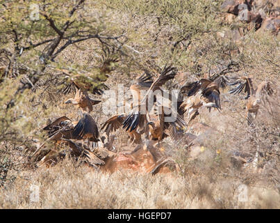 Un gruppo di White-backed avvoltoi alimentazione su una carcassa Gemsbok in Africa australe Foto Stock