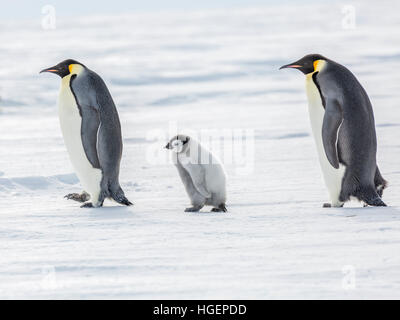 Un pinguino imperatore pulcino su una passeggiata tra due adulti Foto Stock