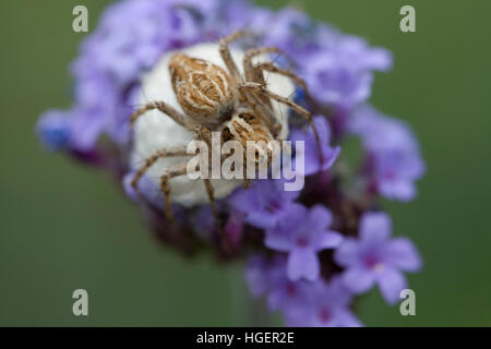 Ragno con sacco di uovo Foto Stock