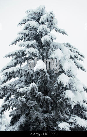 Snowy pine tree close up shot nella stagione invernale. Foto Stock