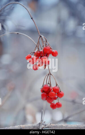 Red congelati rowan bacche Foto Stock