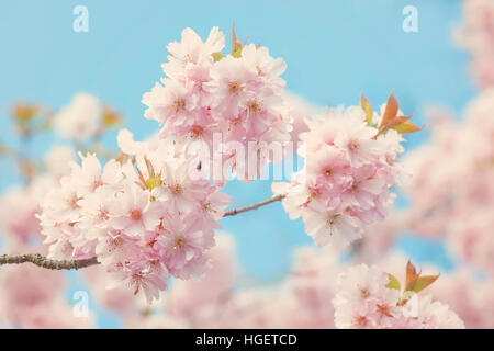 Close-up immagine della delicata rosa primavera sbocciare dei fiori di fioritura giapponese albero ciliegio. Foto Stock