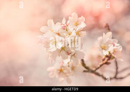 Close-up immagine della delicata rosa primavera sbocciare dei fiori di fioritura giapponese albero ciliegio. Foto Stock