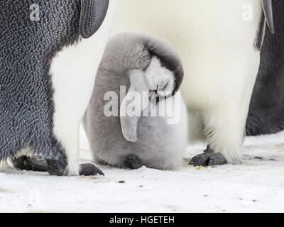 Un pinguino imperatore pulcino dorme tra i suoi genitori Foto Stock