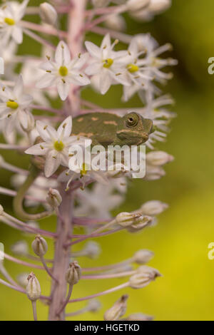 Camaleonte comune (Chamaeleo chamaeleon) tra i fiori fotografati in Israele nel mese di settembre Foto Stock