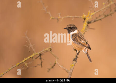 Maschio stonechat comune o Stonechat europea (Saxicola rubicola). Questo piccolo songbird prende il nome dalla sua chiamata che suona come due pietre essendo Foto Stock