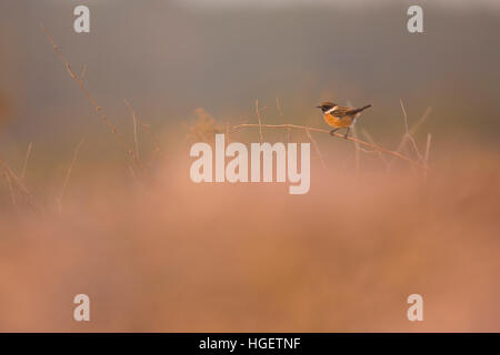 Maschio stonechat comune o Stonechat europea (Saxicola rubicola). Questo piccolo songbird prende il nome dalla sua chiamata che suona come due pietre essendo Foto Stock