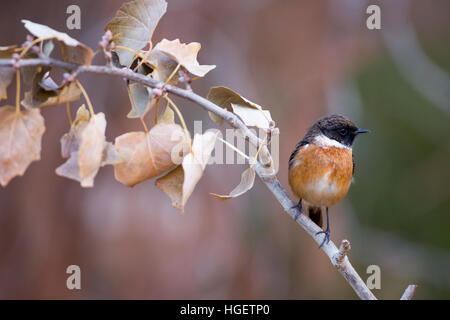 Comune, stonechat o europeo (Stonechat Saxicola rubicola). Questo piccolo songbird prende il nome dalla sua chiamata che suona come due pietre essendo knock Foto Stock