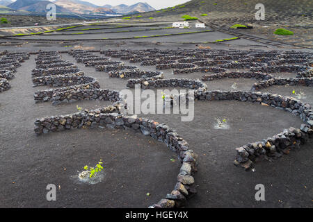 Vigneti che crescono in lapillo vulcanico. La Geria regione. Lanzarote, Isole Canarie, Oceano Atlantico, Spagna. Foto Stock