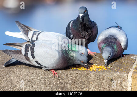 Uccelli urbani, piccioni della città che pecking grano sul Ponte Carlo, Praga, Repubblica Ceca Foto Stock