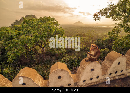 Monkey a Dambulla tempio nella grotta in Sri Lanka Foto Stock