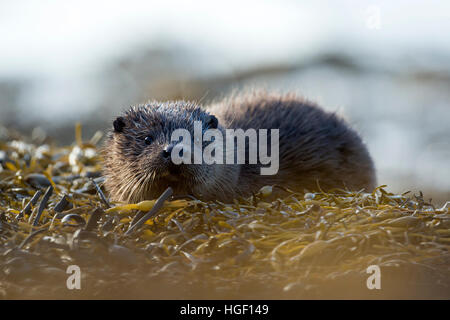 Lontra eurasiatica (Lutra lutra) pup su un letto di alghe marine Foto Stock