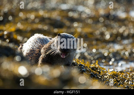 Lontra eurasiatica (Lutra lutra) il cane di mangiare sulla spiaggia Foto Stock