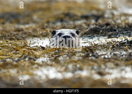 Lontra eurasiatica (Lutra lutra) nuoto nelle alghe marine Foto Stock