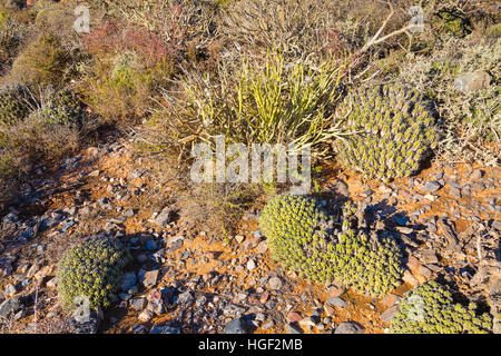 La vegetazione sul roccioso e sterile della costa atlantica del Marocco nei pressi di Sidi Ifni. Foto Stock