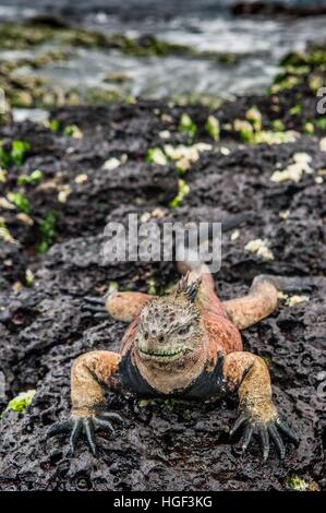 Un maschio di Galápagos Marine Iguana poggiante su rocce laviche (Amblyrhynchus cristatus). Il marine iguana sul nero lava irrigidite. Isole Galapagos. Foto Stock