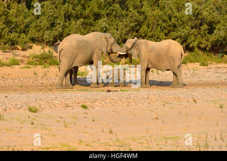 Bush africano Elefante africano (Loxodonta africana), rare Deserto Namibiano elefanti, Bull, latte di mucca e di vitello, Fiume Hoarusib, Namib Desert Foto Stock