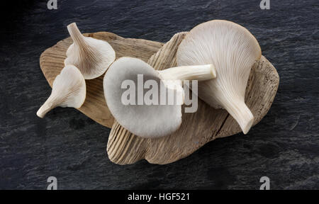 Carni commestibili oyster grigio (funghi pleurotus) Foto Stock