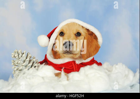 Golden Retriever cucciolo, 8 settimane, giacente su nuvole con Santa Claus hat Foto Stock