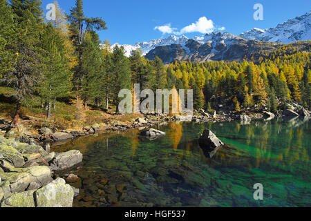 Lärchenwald, bosco di larici sul lago Lago di Saoseo, con montaggio da Scima Rügiul, Val di Campo del Cantone dei Grigioni, Svizzera Foto Stock