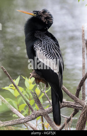 Anhinga (Anhinga anhinga), appollaiato sul ramo, Florida Everglades, STATI UNITI D'AMERICA Foto Stock