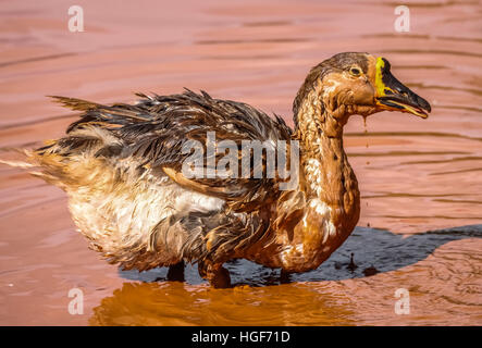Duck avente vasca da bagno in una pozza di fango Foto Stock