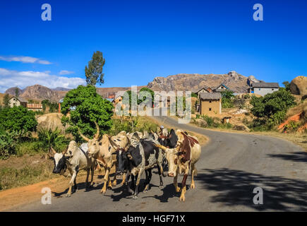 Allevamento di zebu camminando sulla strada in un piccolo villaggio malgascio Foto Stock