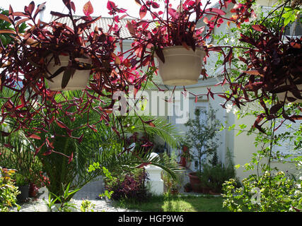 Bella viola cesti di fiori nel giardino a Corfu Grecia Foto Stock