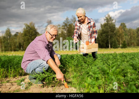 Coppia senior con scatola di carote in agriturismo Foto Stock
