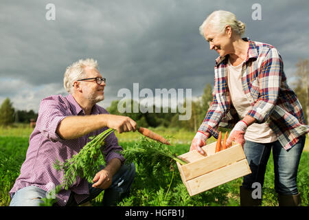 Coppia senior con scatola di carote in agriturismo Foto Stock