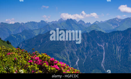 Alpenroses in Algovia, Bavaria Foto Stock