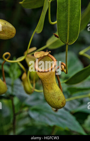 Pianta brocca, nepenthes genere Foto Stock