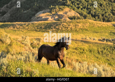 Cavalli selvaggi, Parco nazionale Theodore Roosevelt, North Dakota, Foto Stock