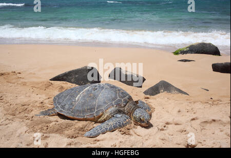 Le Tartarughe Verdi sulla spiaggia della tartaruga su di O'ahu (Hawaii) Foto Stock