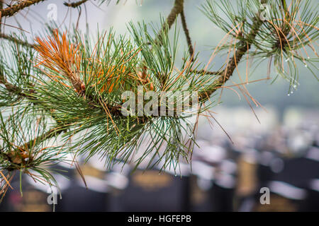 Wet aghi di pino su un ramo in un cimitero Foto Stock