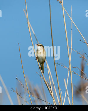 Sedge Trillo Acrocephalus schoenobaenus cantando in primavera Foto Stock