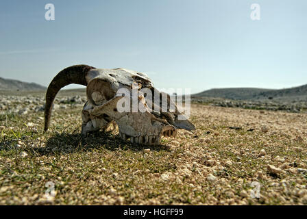 Pecora sul cranio una arida pianura, Andalusia Foto Stock