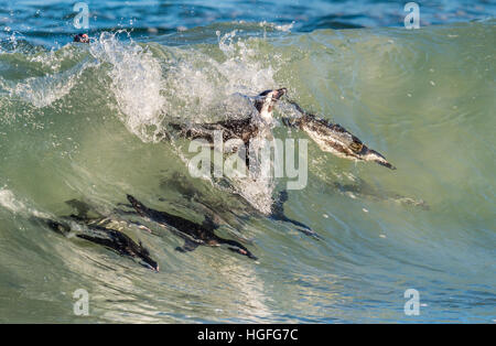 I Penguins africani nuotare nell'oceano onda. Il pinguino africano (Spheniscus demersus), noto anche come il jackass penguin e nero-footed penguin Foto Stock