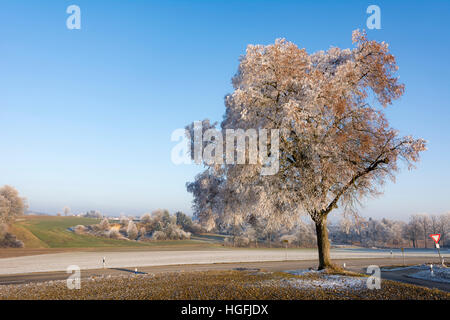 Albero solitario coperto di brina in Baviera (Germania) Foto Stock