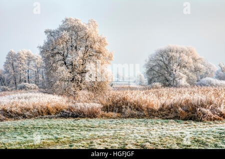 Inverno scenic con forsted alberi in un paesaggio conservation area denominata Goachat vicino a Schrobenhausen (Baviera, Germania) Foto Stock