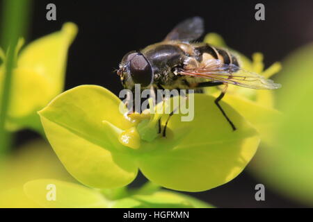 Hoverfly che si nutre delle bratte giallo-verde di una pianta dell'euforbia in primavera, foto macro ravvicinata che mostra il comportamento di impollinazione. Foto Stock