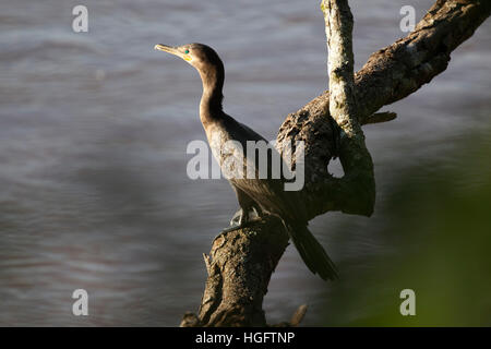 Cormorano Neotropic, Parco Nazionale di Iguazu, Provincia Misiones, Nordest, Argentina, Sud America Foto Stock